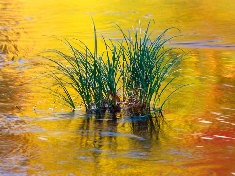 fall, Reflections, Water, Grass HD Wallpaper Desktop Background
