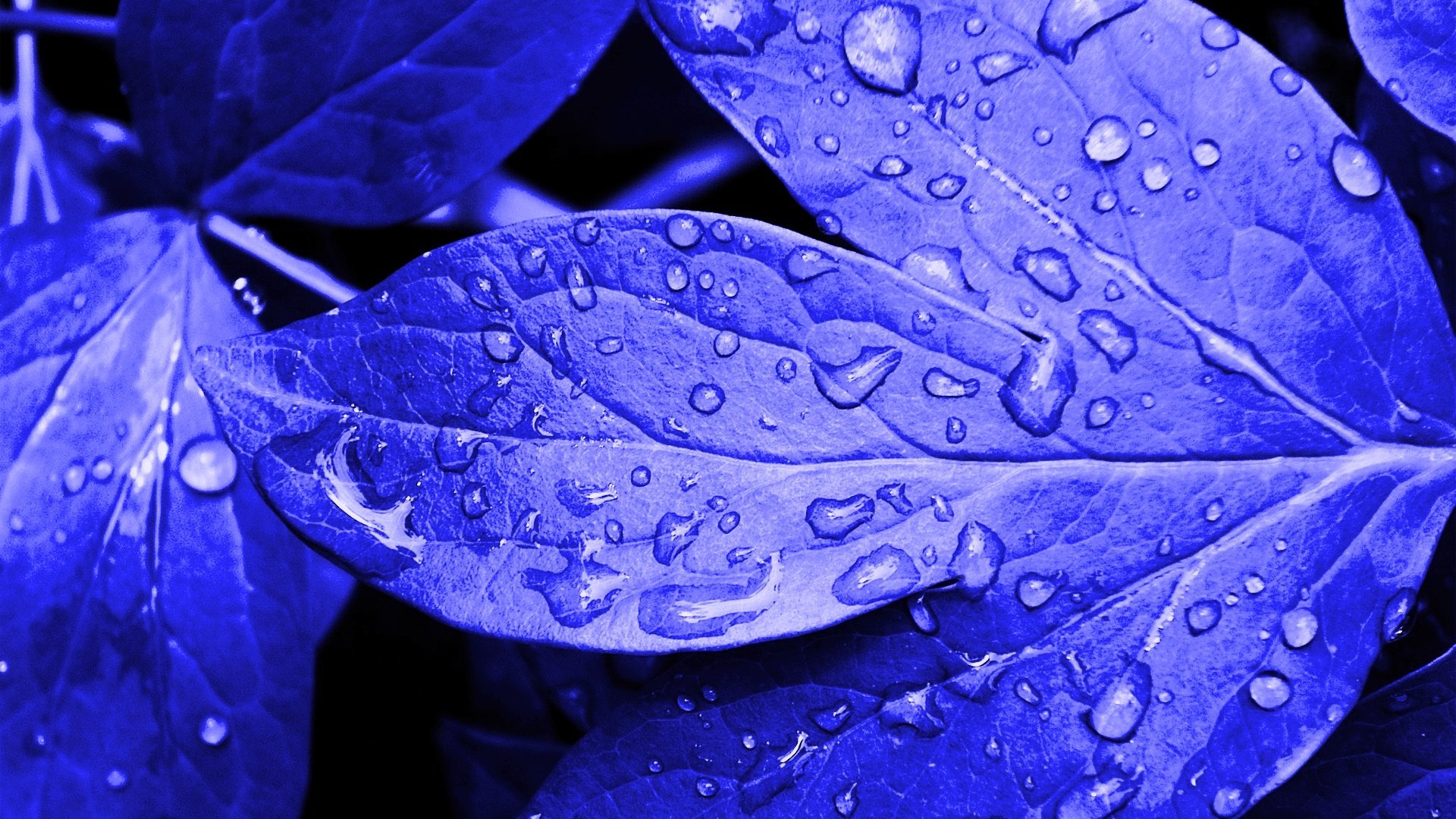 blue, Leaves, Waterdrops Wallpaper