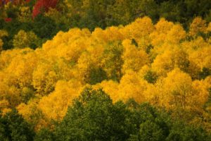 autumn, Golden, Foliage, Leaves