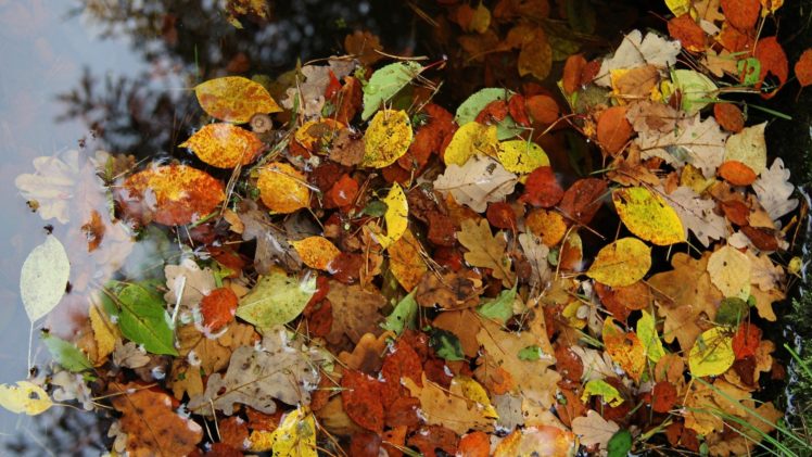 autumn, Fall, Foliage HD Wallpaper Desktop Background