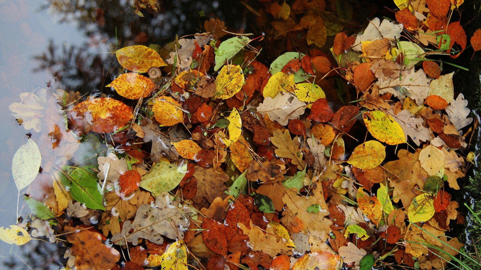 autumn, Fall, Foliage Wallpaper