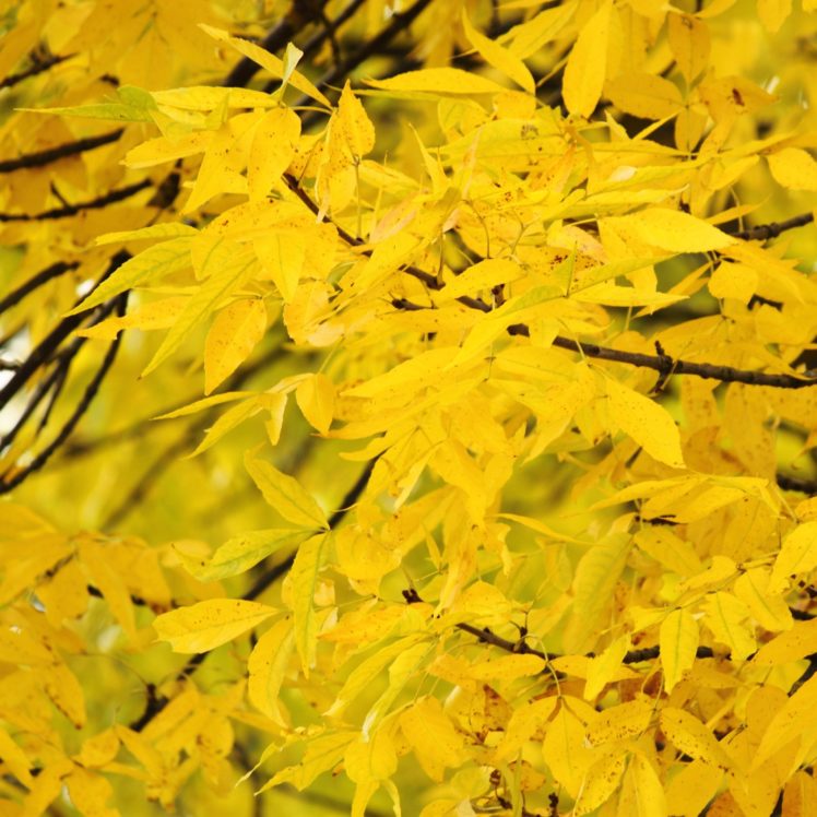 yellow, Autumn, Fall, Tree HD Wallpaper Desktop Background