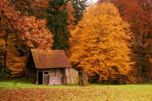 autumn, Fall, Trees, Cottage, Foliage