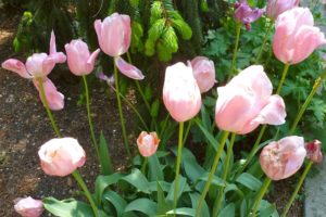 light, Pink, Tulips