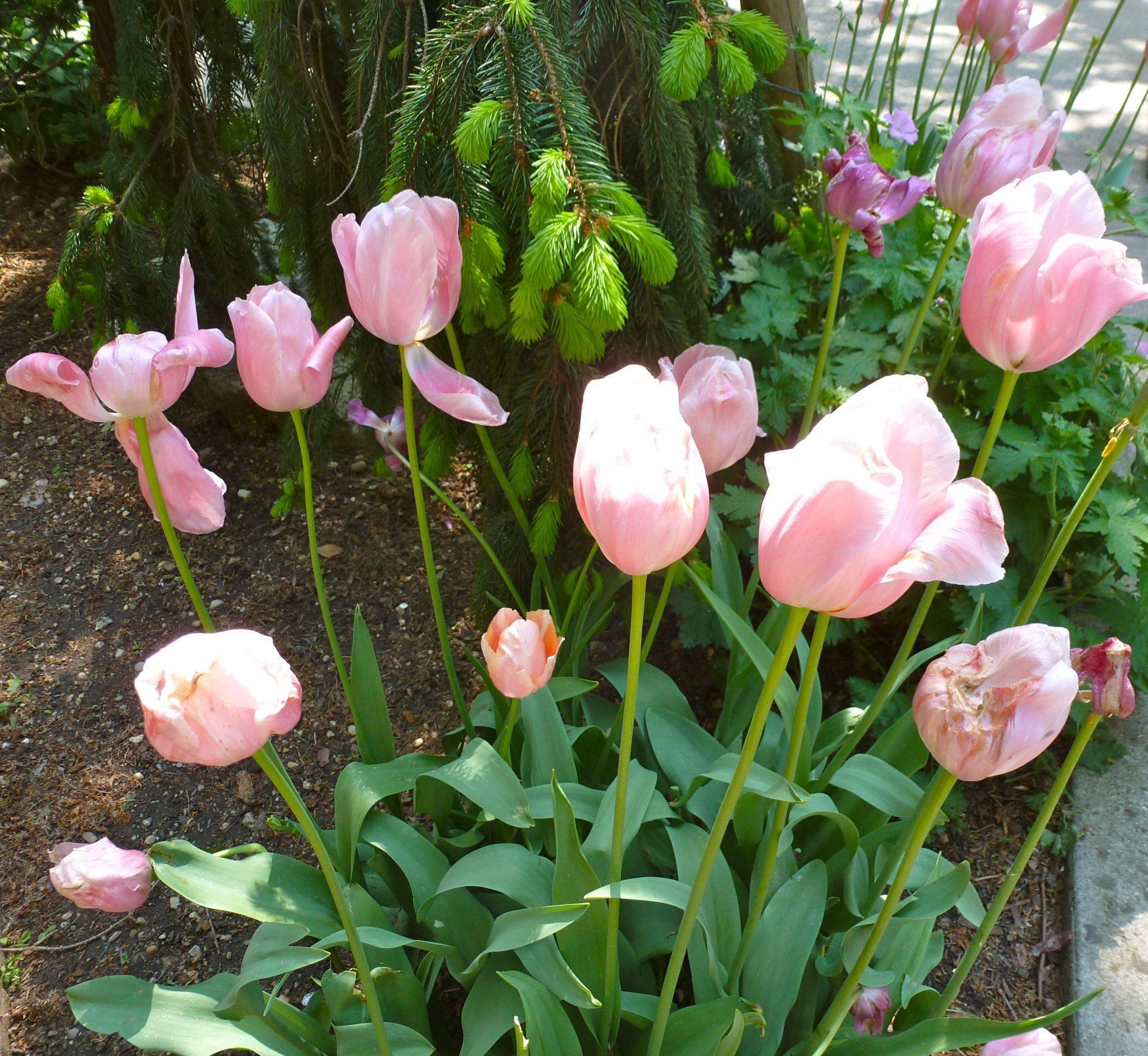 light, Pink, Tulips Wallpaper