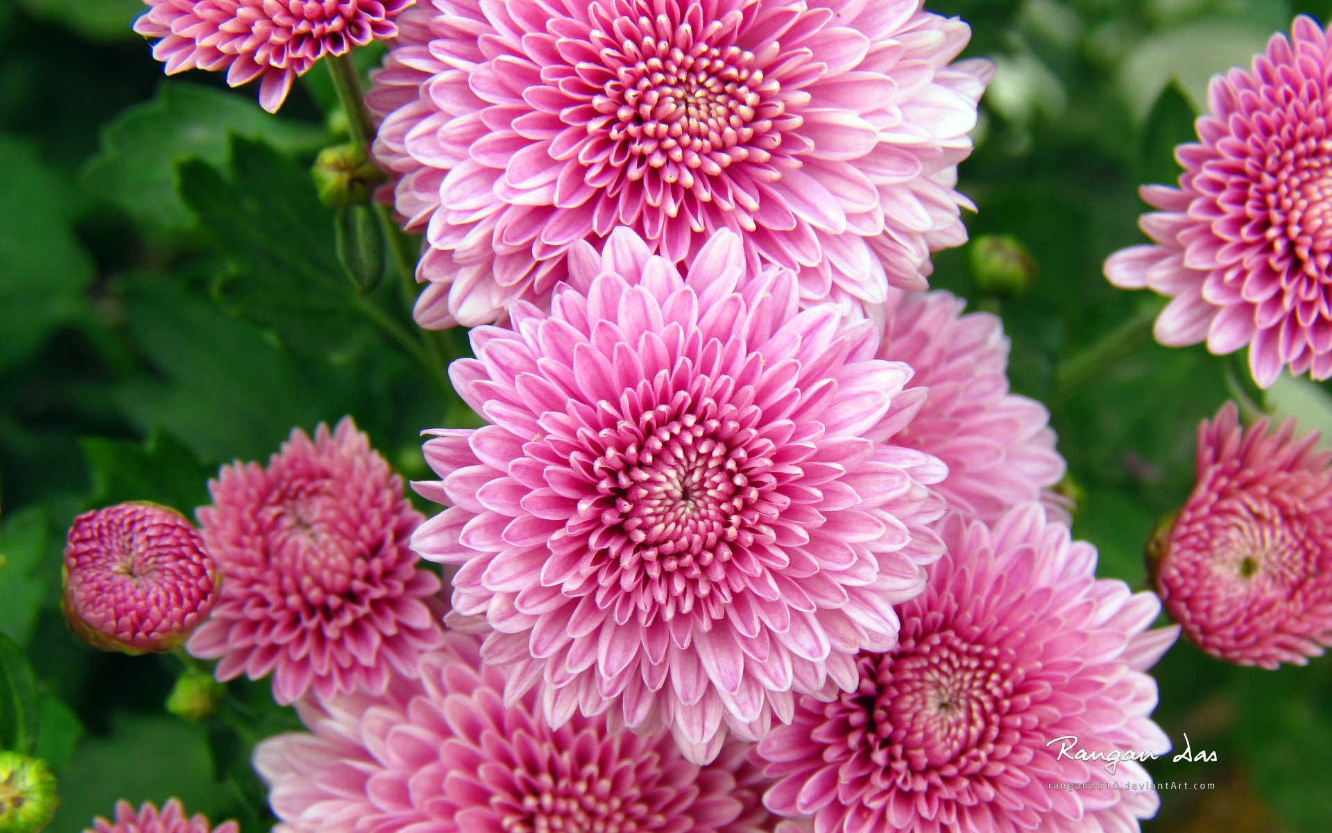 pink Wallpaper