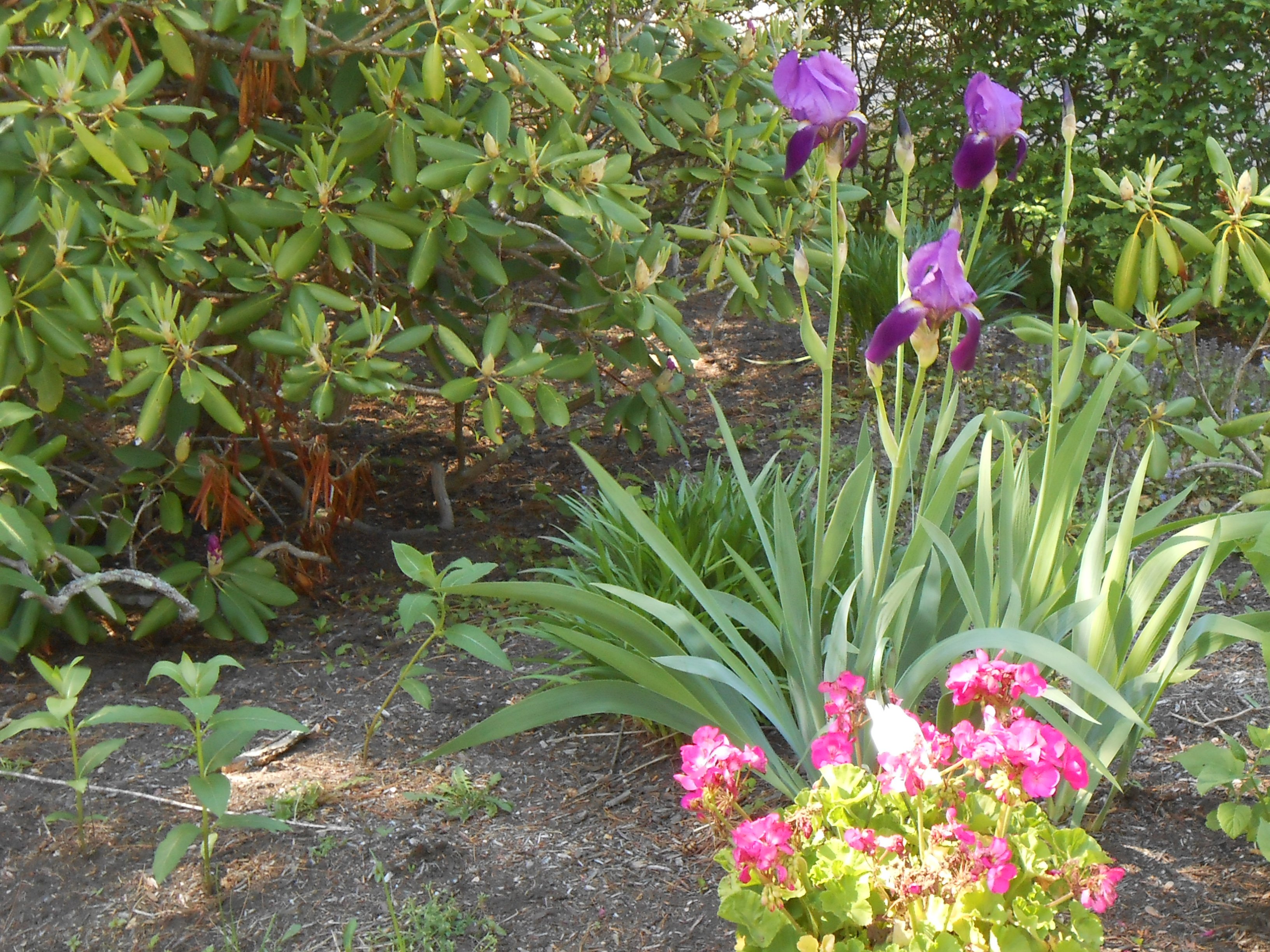 iris, Garden Wallpaper