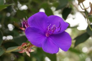 tropical, Flowers, Purple