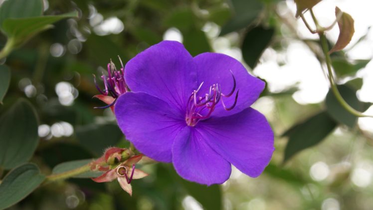 tropical, Flowers, Purple HD Wallpaper Desktop Background