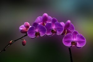 purple, Orchids