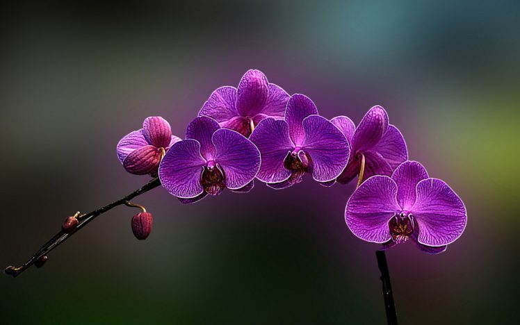 purple, Orchids HD Wallpaper Desktop Background