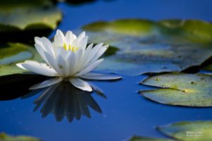 water, Lilies