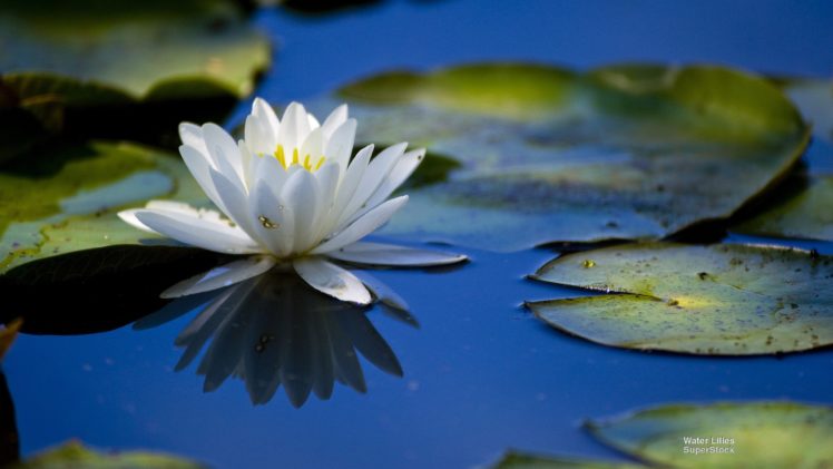 water, Lilies HD Wallpaper Desktop Background
