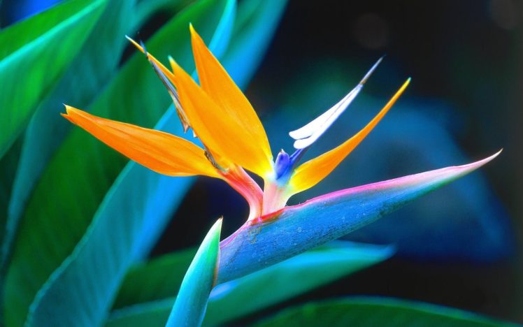 tropical, Flower, Bird, Of, Paradise HD Wallpaper Desktop Background
