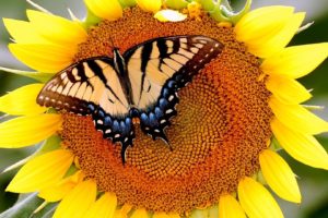 sunflower, Butterfly