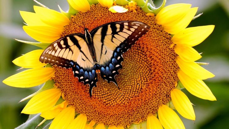 sunflower, Butterfly HD Wallpaper Desktop Background