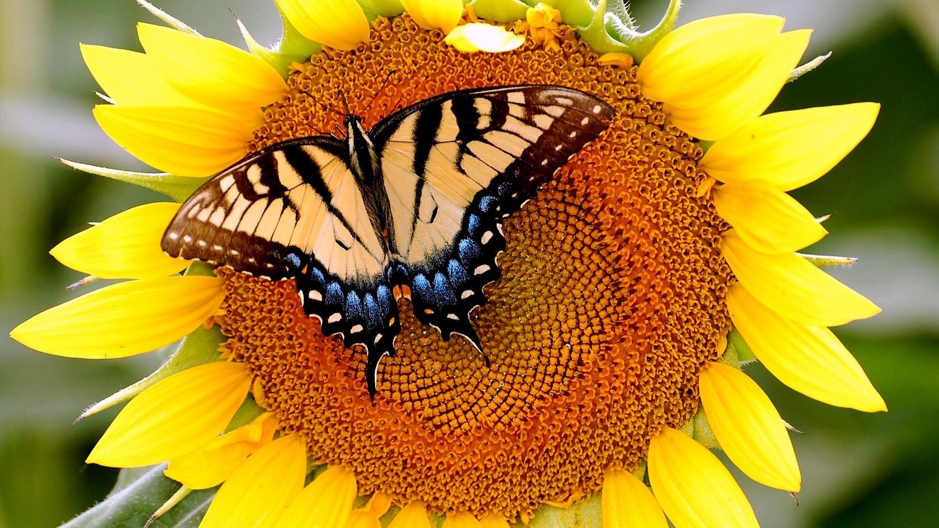 sunflower, Butterfly Wallpaper
