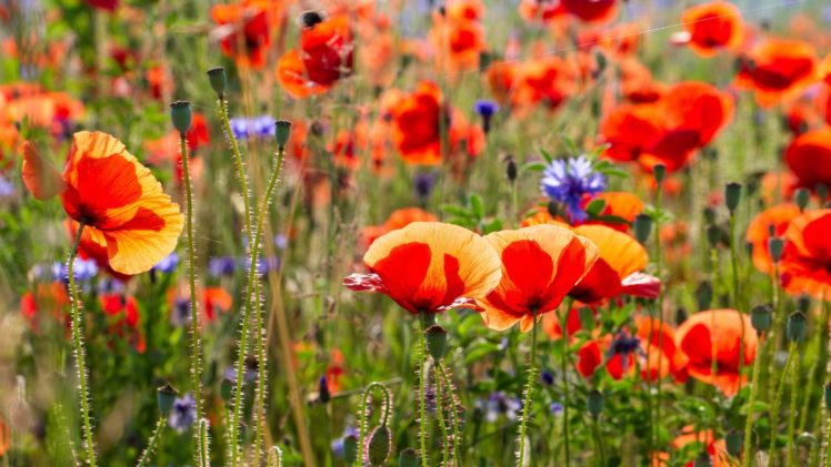 poppies, Field, Of, Flowers HD Wallpaper Desktop Background