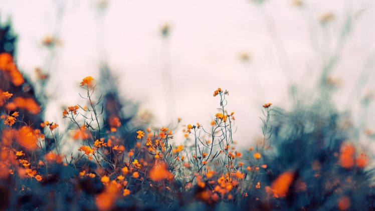 field, Of, Orange, Flowers HD Wallpaper Desktop Background