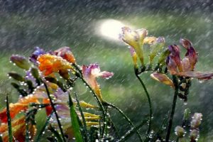 flowers, In, The, Rain