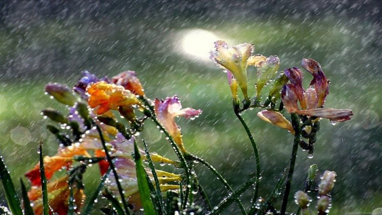 flowers, In, The, Rain HD Wallpaper Desktop Background