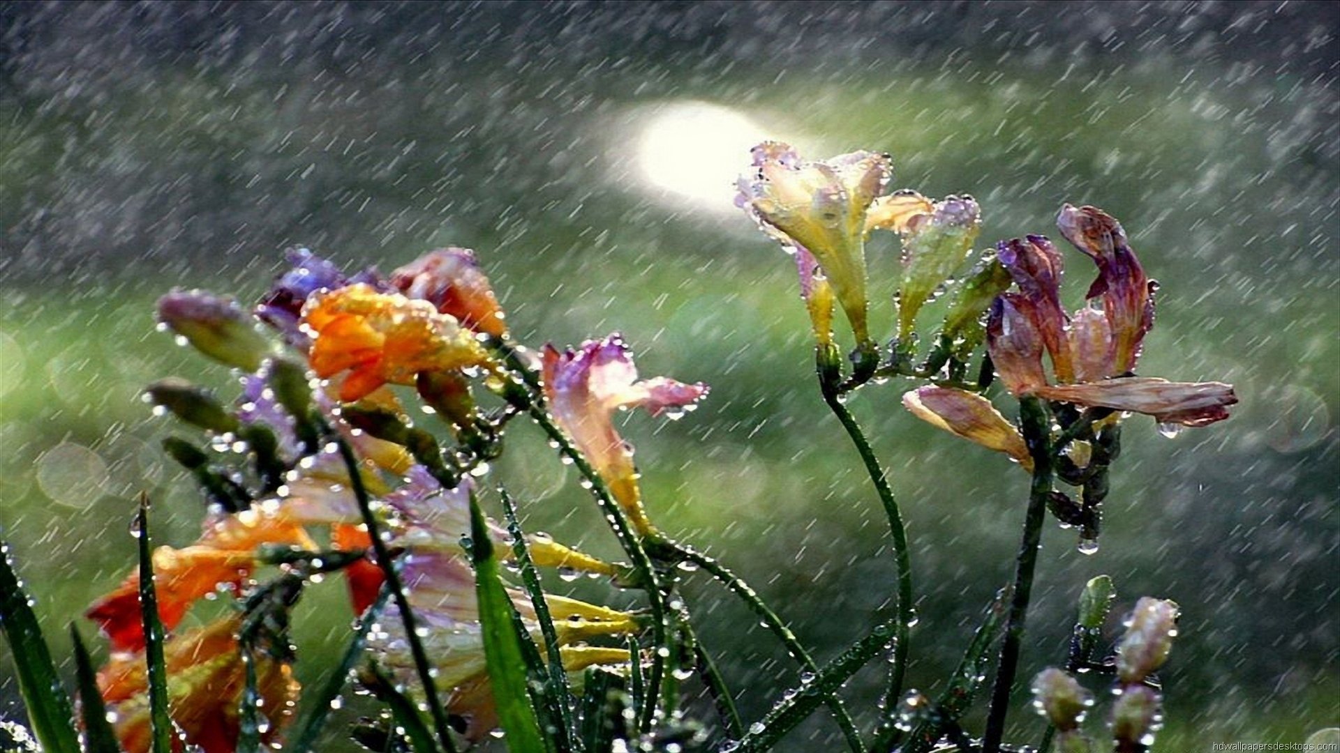 flowers, In, The, Rain Wallpaper