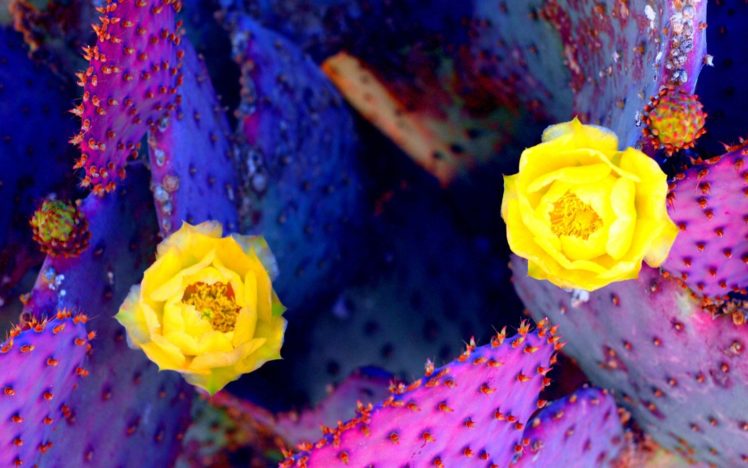 cactus, Flowers HD Wallpaper Desktop Background