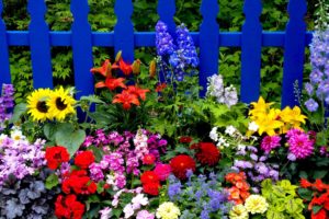 blue, Fence, Multi, Colored, Flowers, Garden