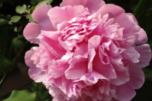 pink, Carnation