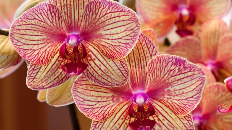orchids HD Wallpaper Desktop Background