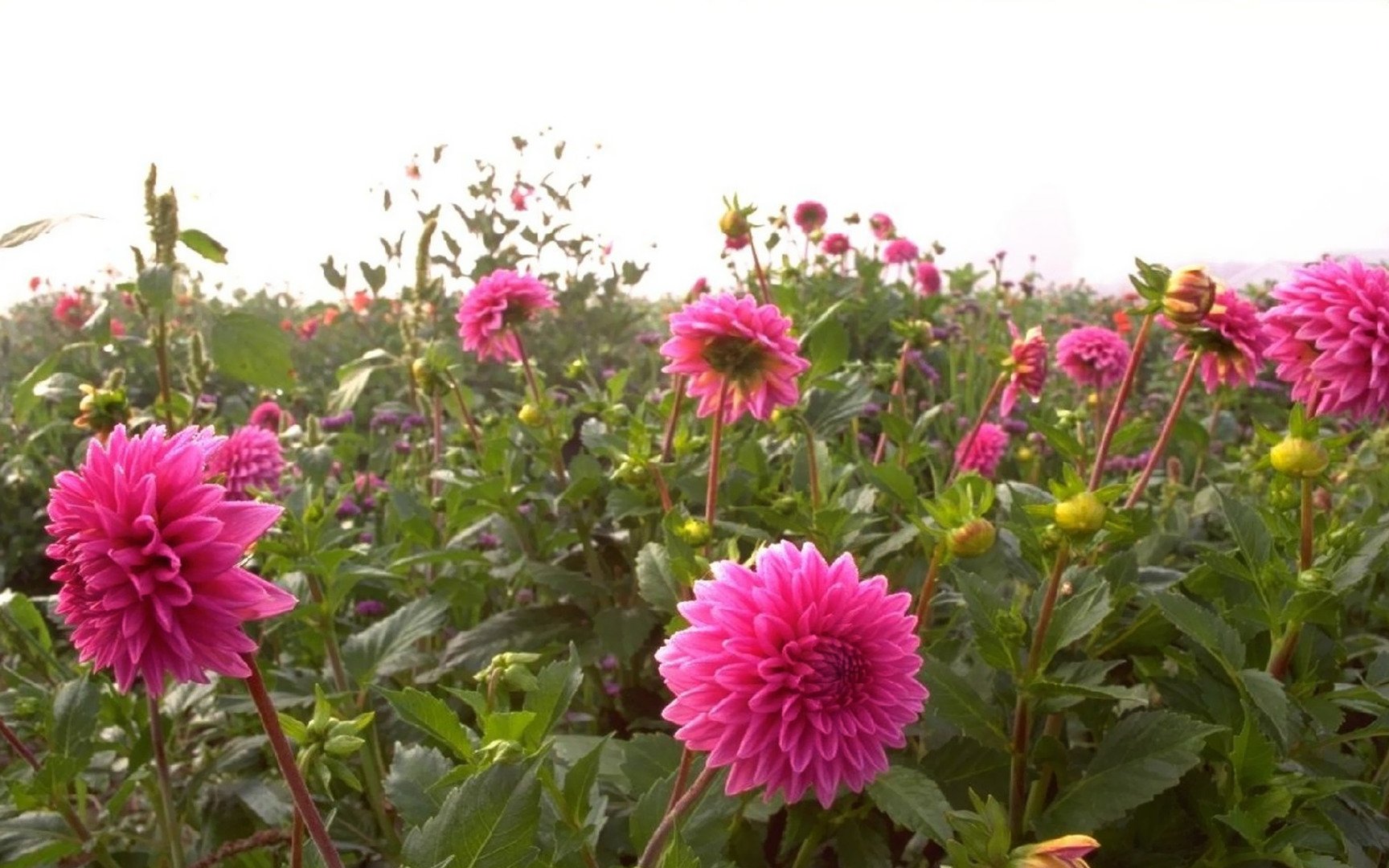 pink, Dahlias Wallpapers HD / Desktop and Mobile Backgrounds