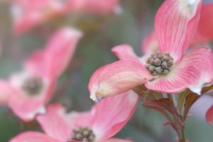 pink, Dogwood, Blossoms