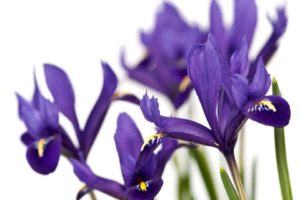 purple, Iris