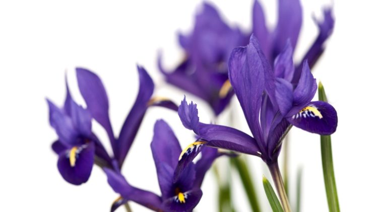 purple, Iris HD Wallpaper Desktop Background