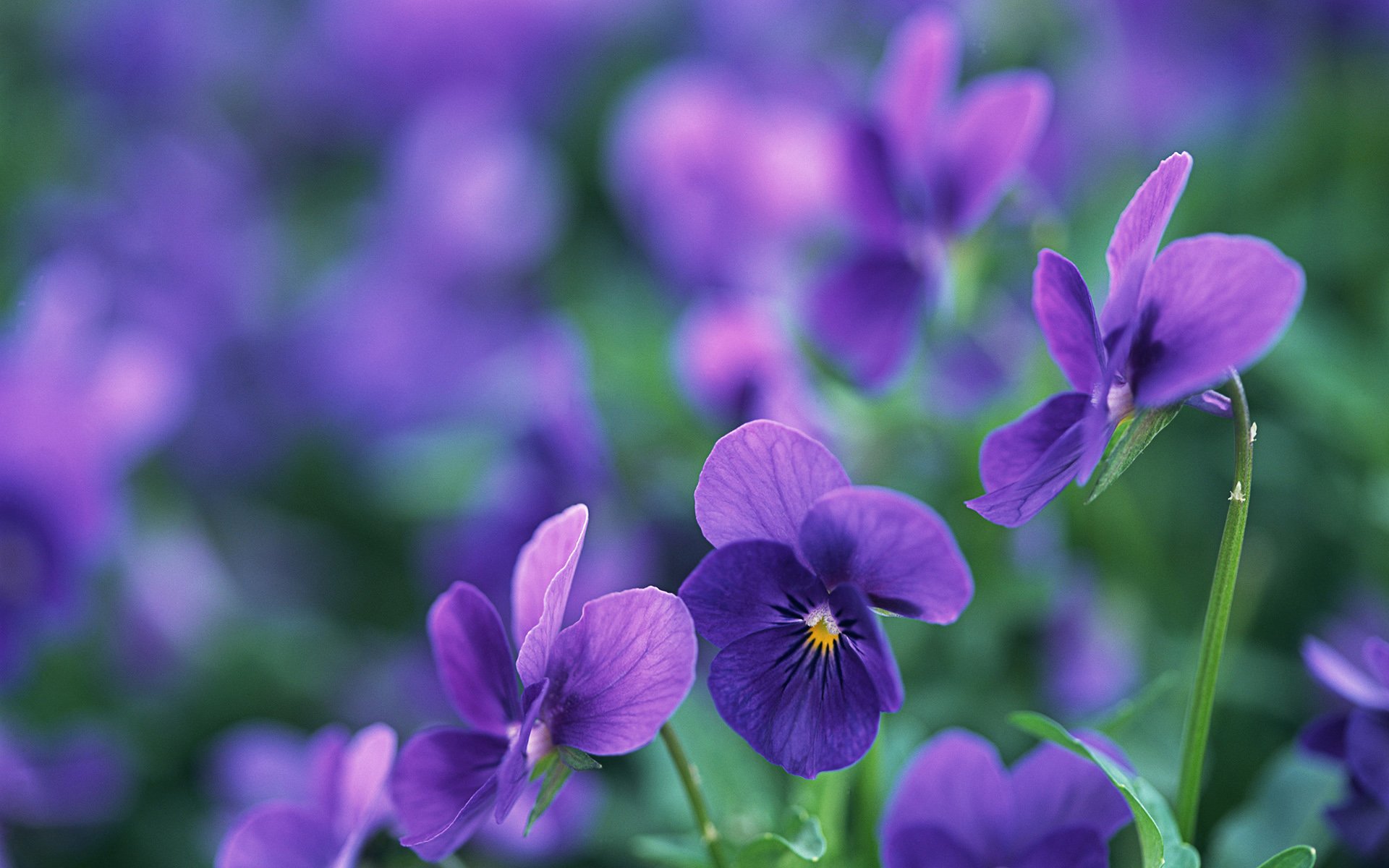 purple Wallpaper