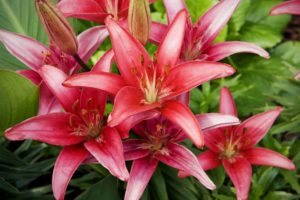 red, Lillies