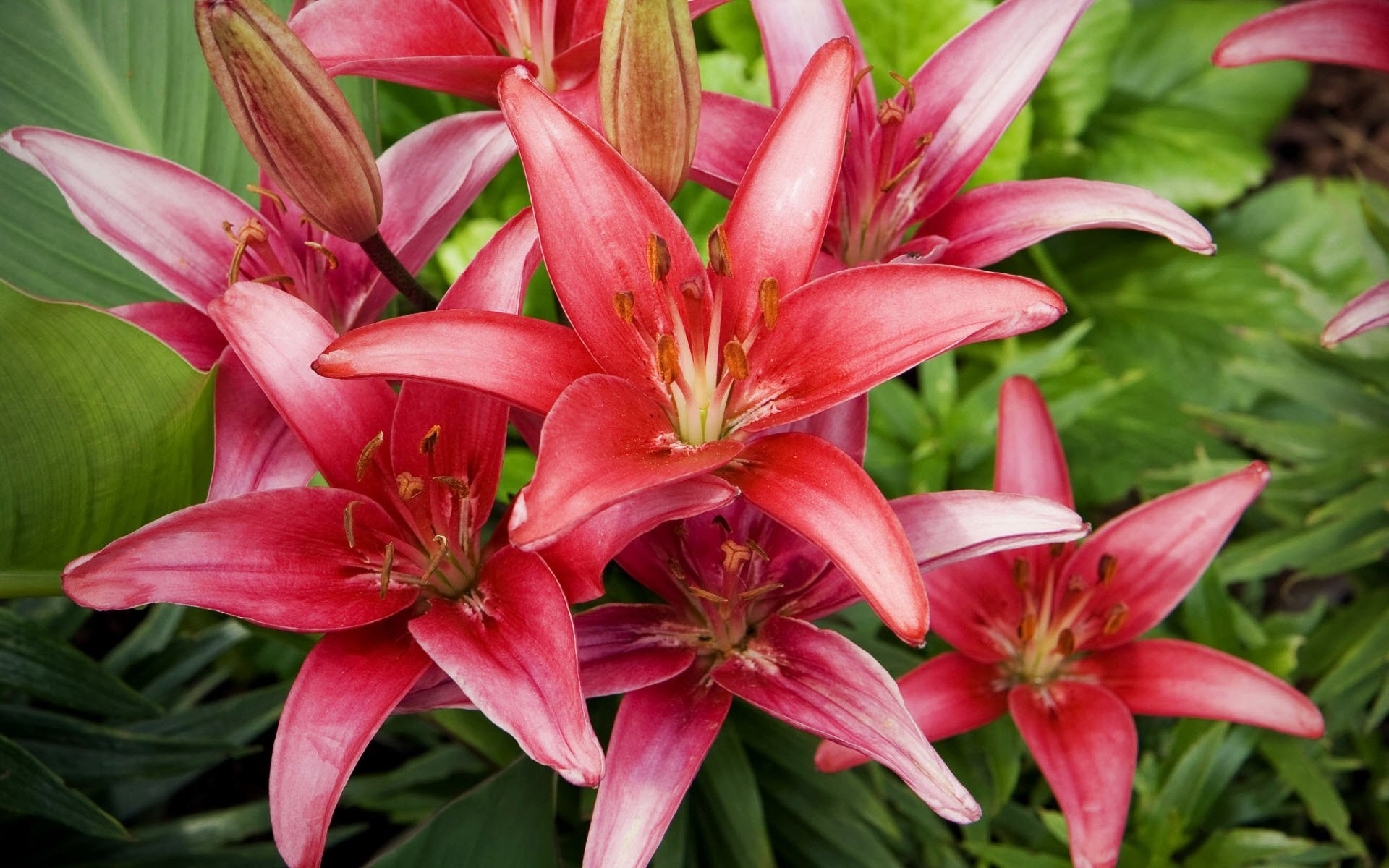 red, Lillies Wallpaper