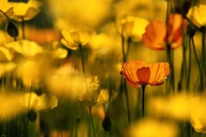 red, And, Yellow, Poppies