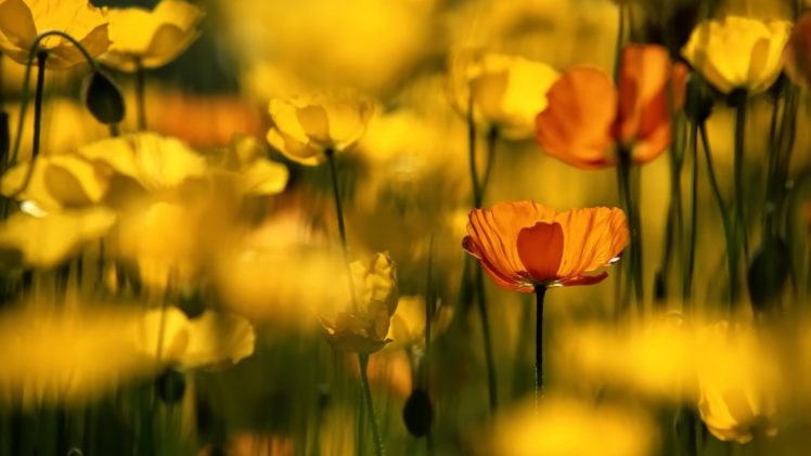 red, And, Yellow, Poppies HD Wallpaper Desktop Background