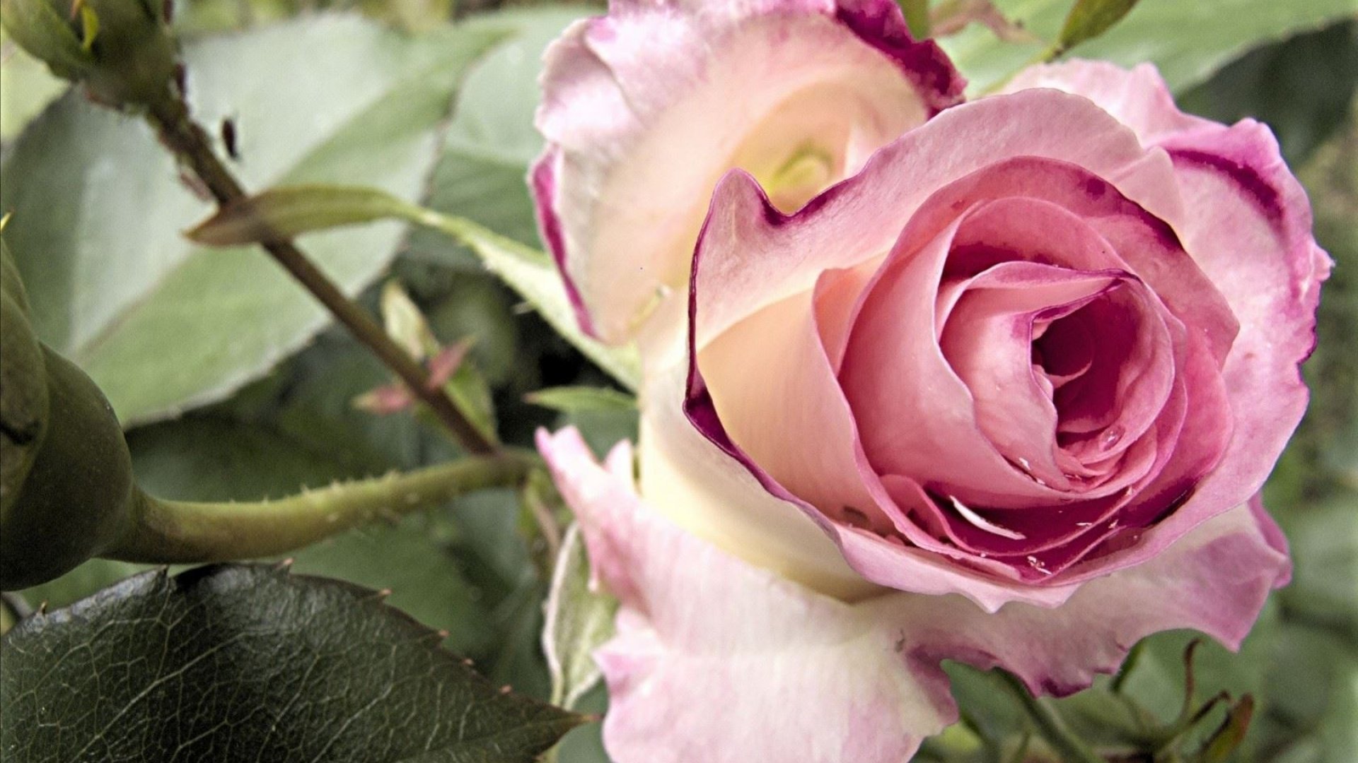 pink, Rose Wallpaper