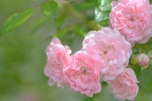 beautiful, Pink, Roses