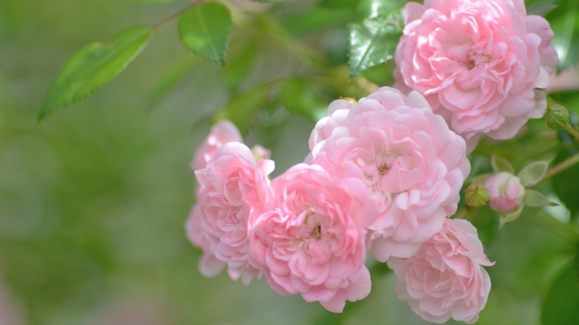 beautiful, Pink, Roses Wallpaper