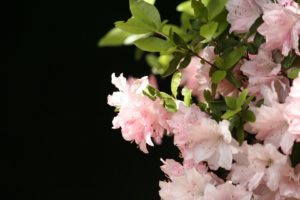 pink, Spring, Flowers