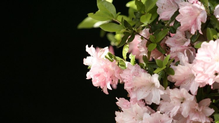 pink, Spring, Flowers HD Wallpaper Desktop Background
