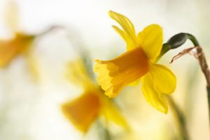 spring, Yellow, Daffodils