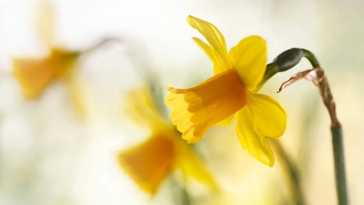 spring, Yellow, Daffodils HD Wallpaper Desktop Background