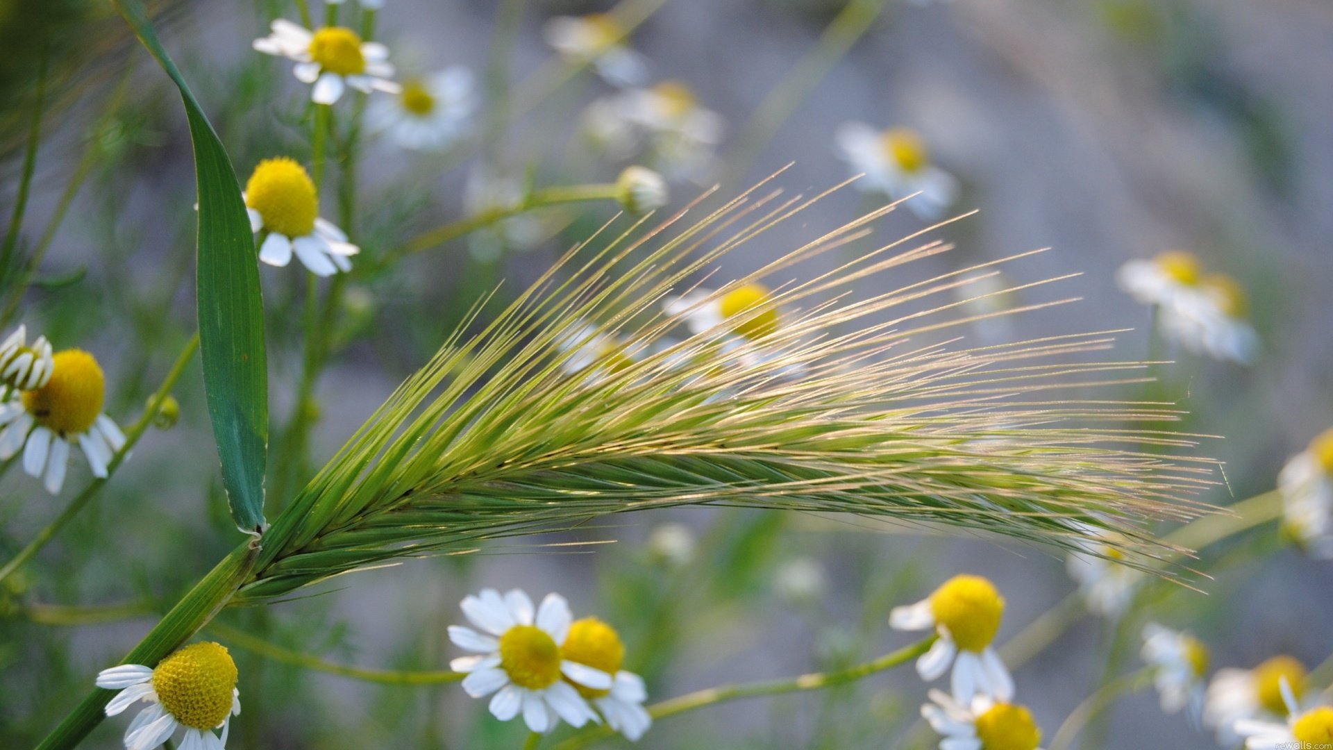 daisies, Macro Wallpaper