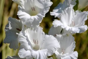 white, Lillies