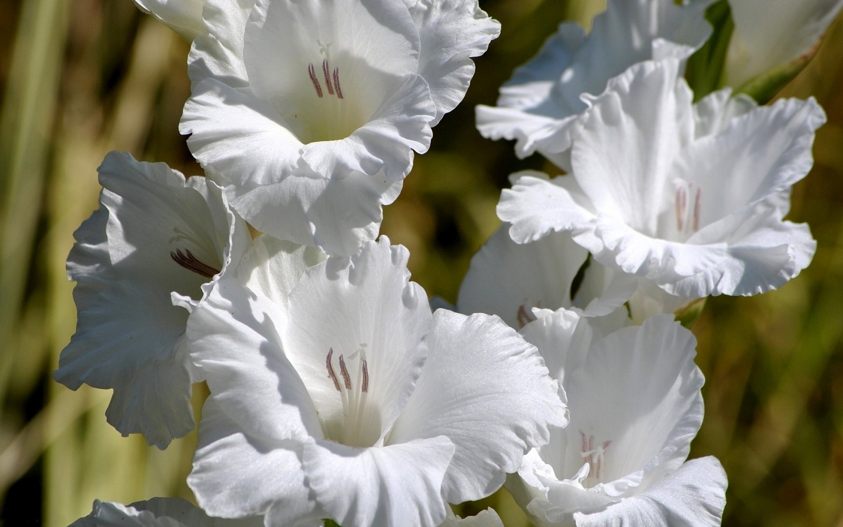 white, Lillies Wallpaper