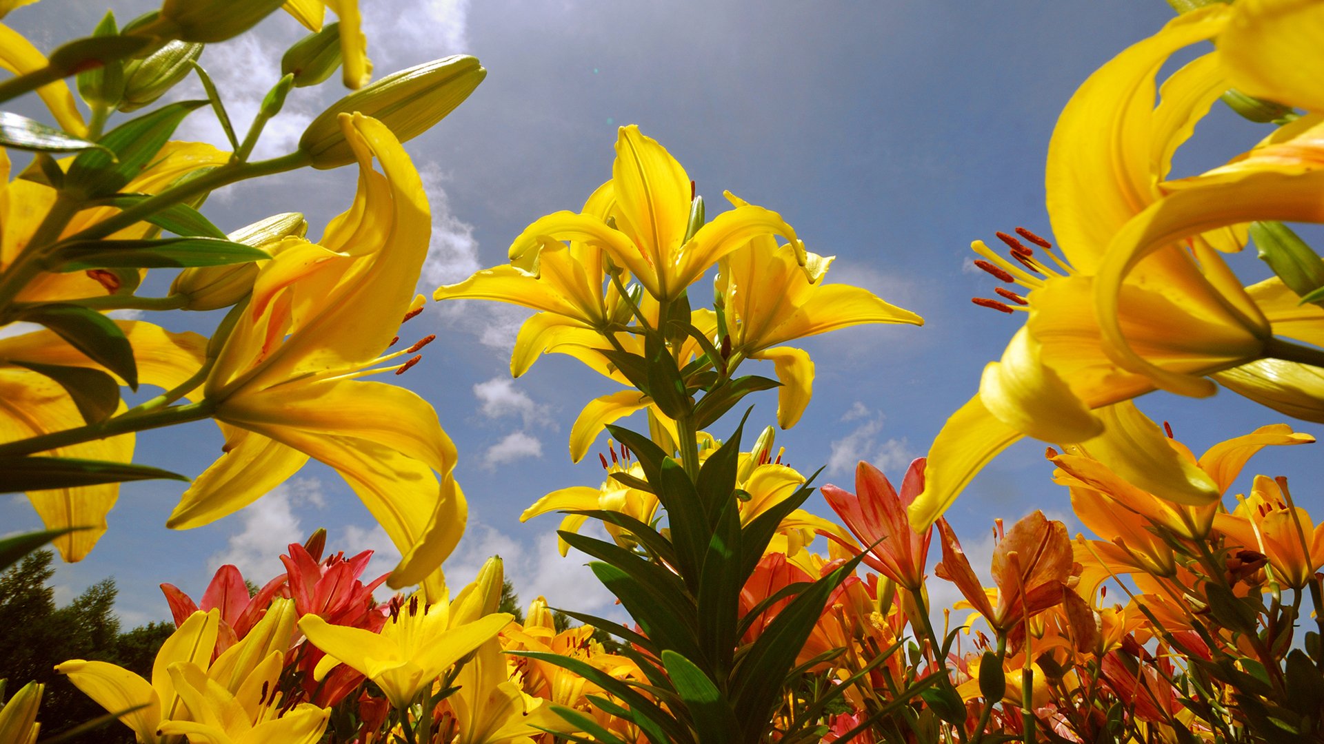 yellow, Orange Wallpaper
